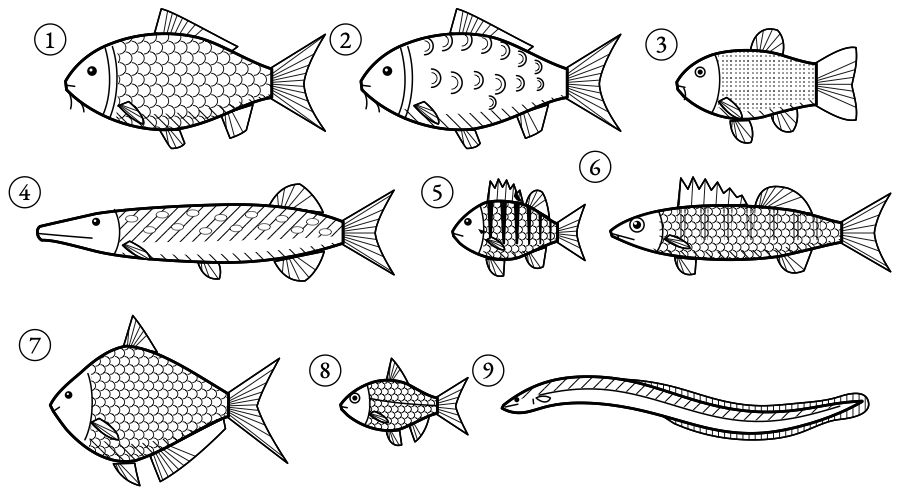 The fish of the chapter. Carp, tench and one pike for the pond, and the perch, zander, bream, roach and eel of the wild water.